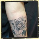 rose tattoo with dotwork